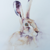 Hare