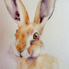 hare dswf