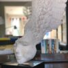 Little Winged Head