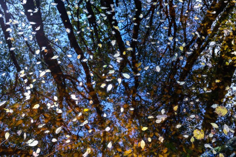 Reflections in the River Teign I Juliette Mills