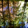 Reflections in the River Teign II Juliette Mills